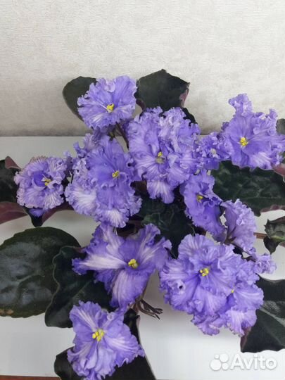 Детки сортовых фиалок