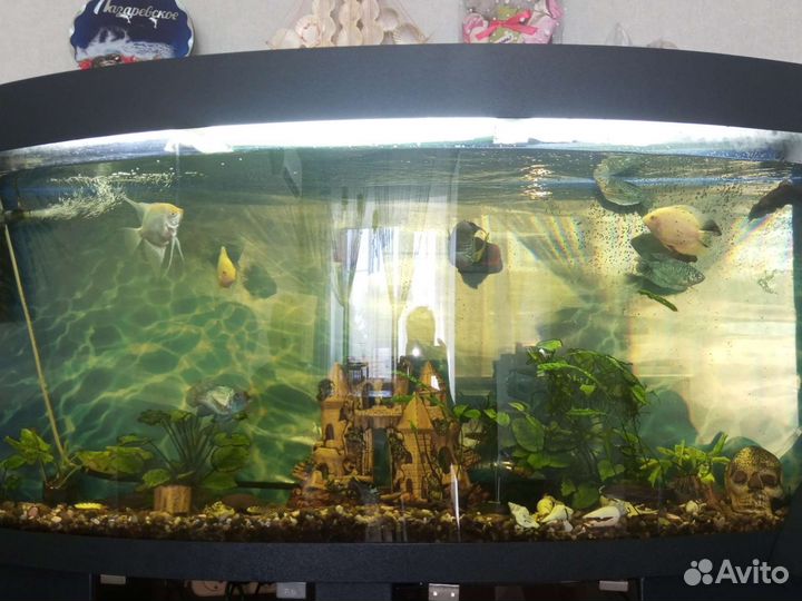 Рыбки для аквариум