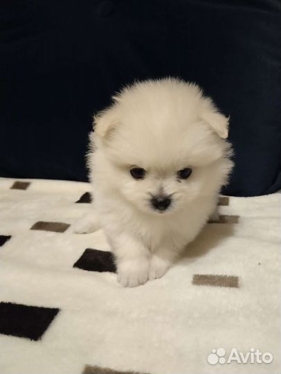 Немецкий шпиц