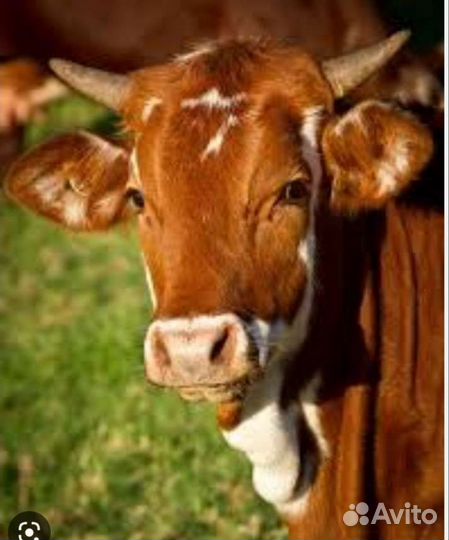 Телка от высокоудойной коровы