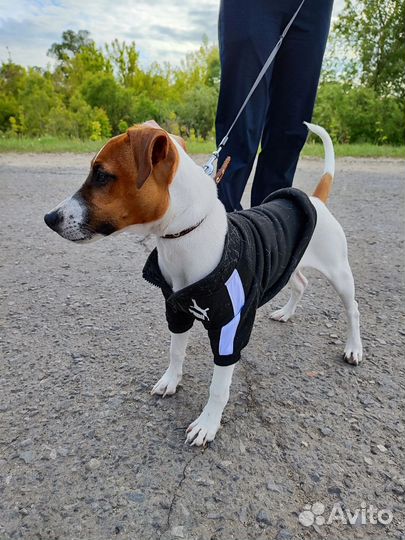 Парсон рассел терьер