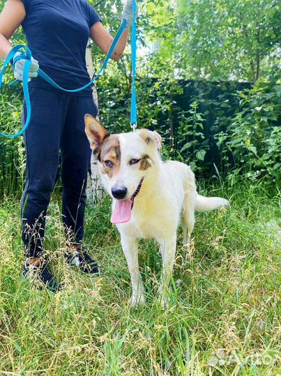 Собака друг и охраник ишет дом