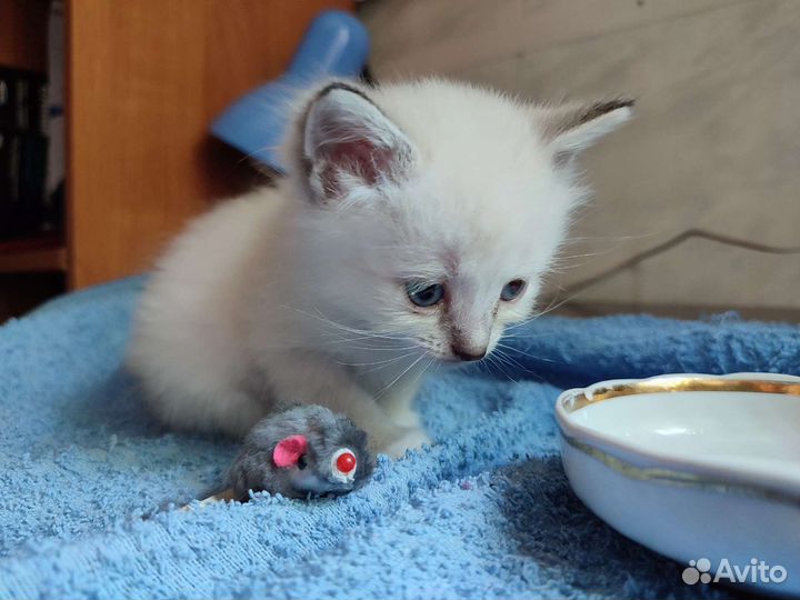 Котята милые какангелы)