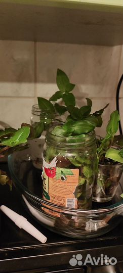 Традесканция отростки