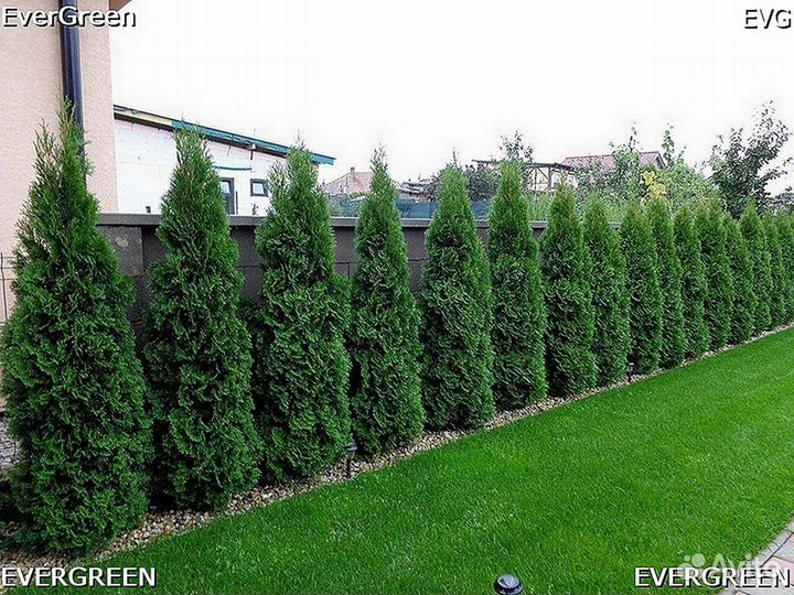 Туя колумна