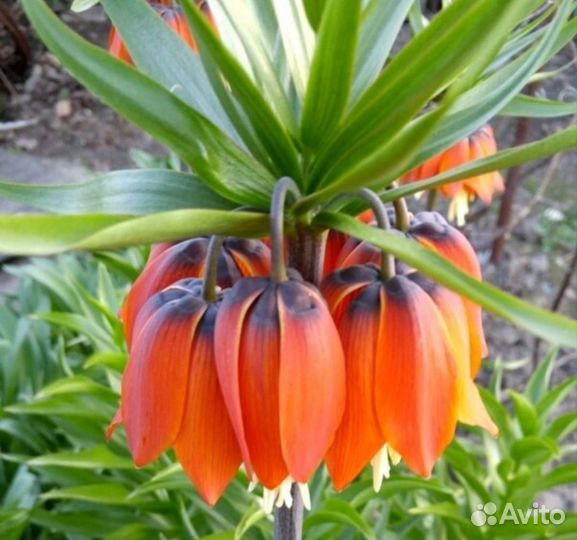 Королевский рябчик