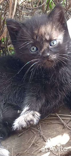 Котенок черный в добрые руки