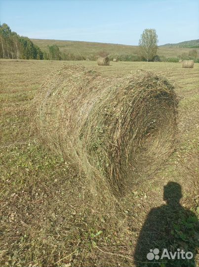 Продам сено в рулонах