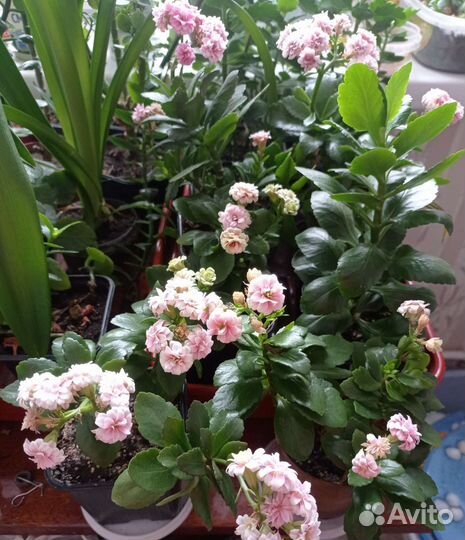 Каланхоэ, оранжевый, розовый, алый