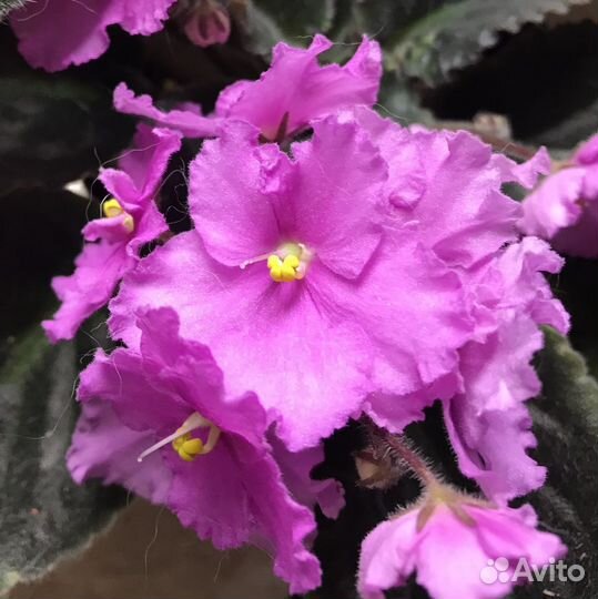 Фиалки-спорты и безымяшки