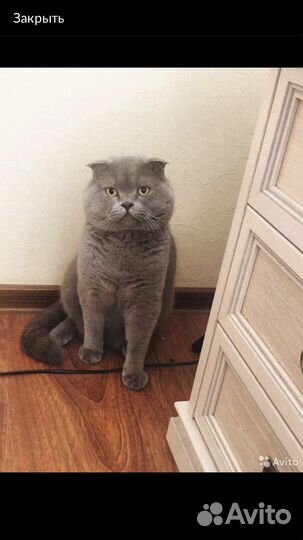 Вязка ищем кошку