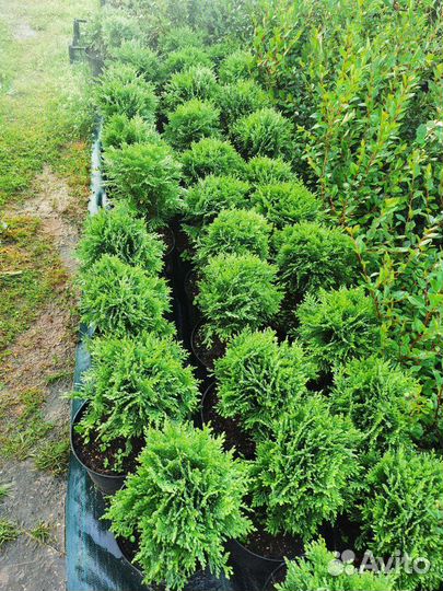 Хвойные и декоративные многолетники