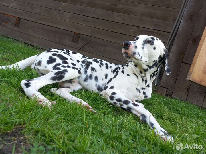 Вязка Далматин