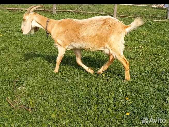 Молочные козы