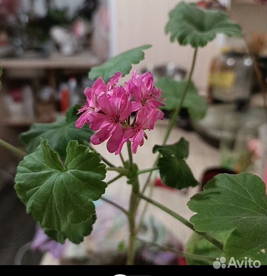 Пеларгония до 5.12