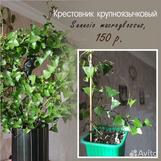 Кактусы и суккуленты и др