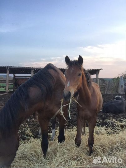 Орловский рысак