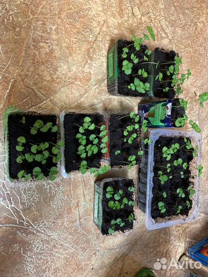 Базилик рассада