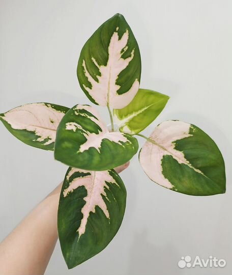 Аглаонема Кочин Вайт