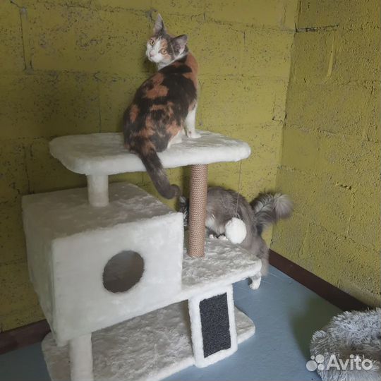 Зоогостиница для ваших питомцев