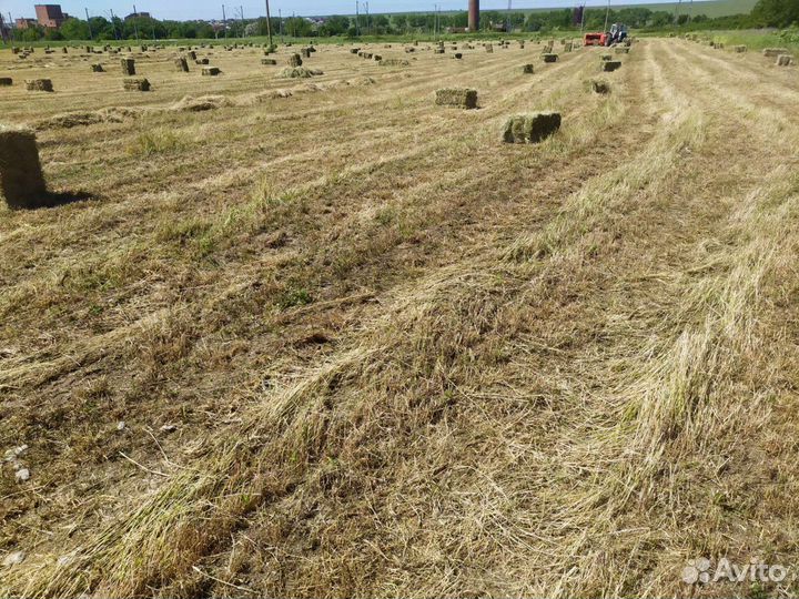 Сено люцерны в тюках