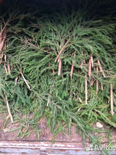 Лапник еловый, ветки,елки, лапки еловые