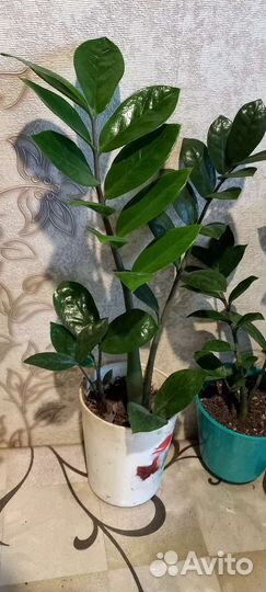 Замиуколькус(доллоровое дерево)