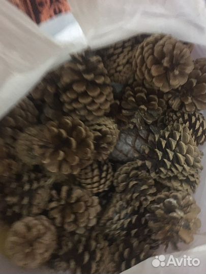 Шишка кедровая