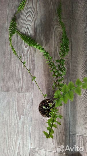 Нефролепис Hillii