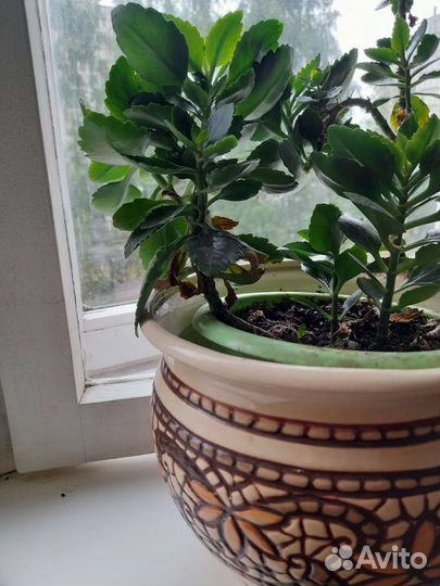 Комнатные цветы