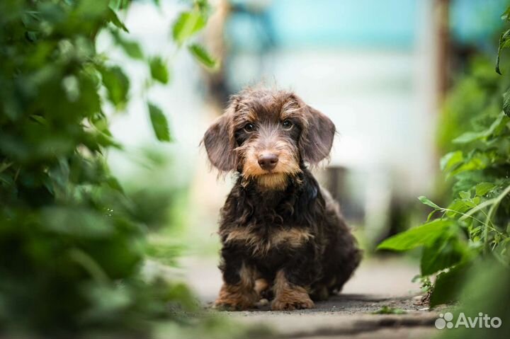 Жесткошерстная такса кроличья/миниатюрная