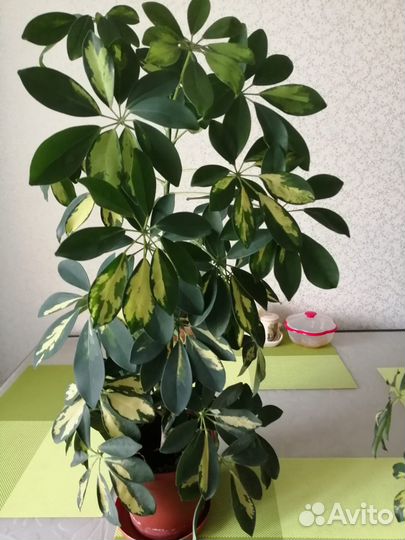 Комнатные растения цветы