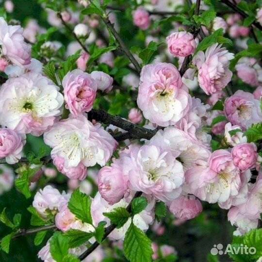 Луизеания - Миндаль Снега Уимуры