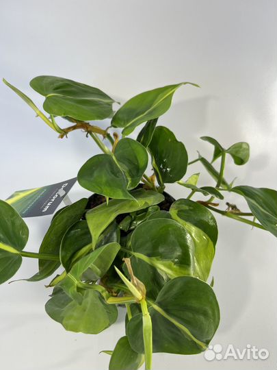 Филодендрон Сканденс Бразил 12/20