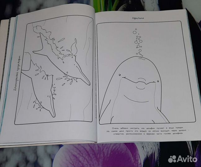 Книга про дельфинов