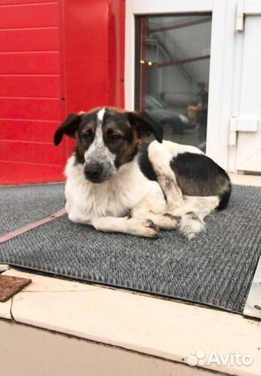 Очаровашка Джек