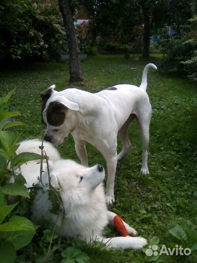 Передержка, транспортировка