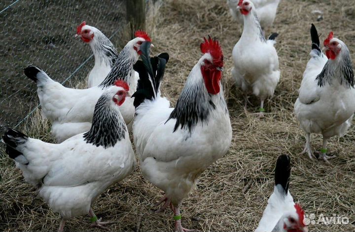 Куры молодки несушки