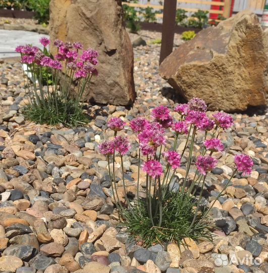 Армерия розовая о б м е н