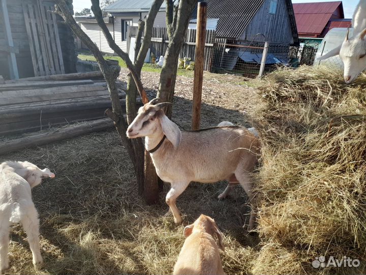 Нубийские козы