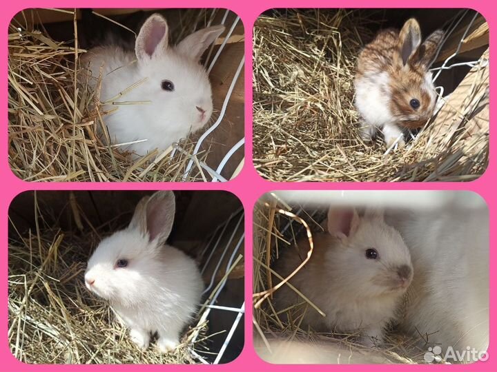 Крольчата бабочки