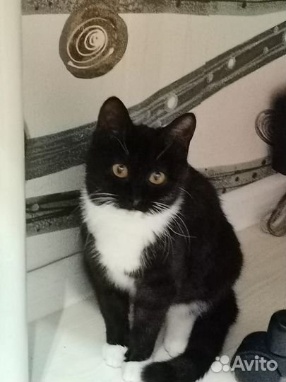 Кошечка, 4 месяца