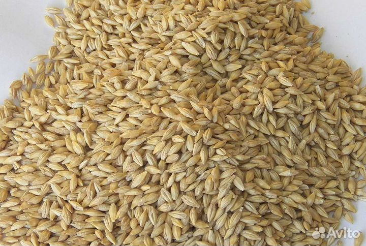 Ячмень,пшеница