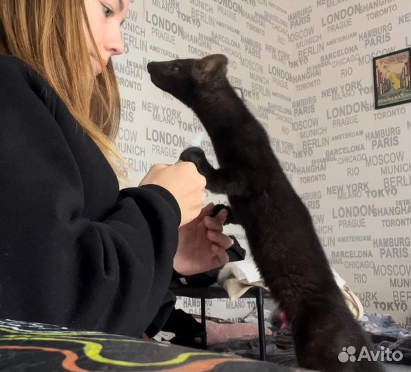 Соболь животное