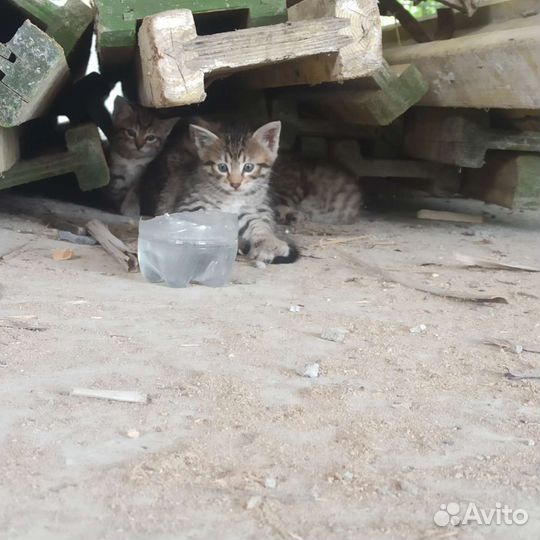 Отдам в добрые руки маленьких котят