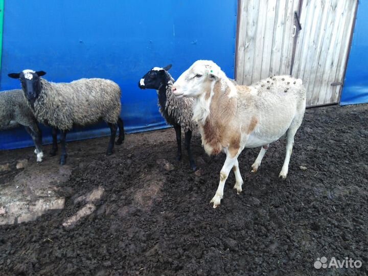 Овцы романовской породы