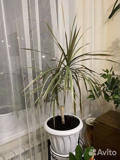 Драцена комнатные цветы