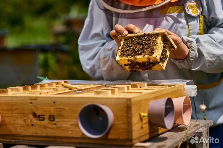 Плодные матки