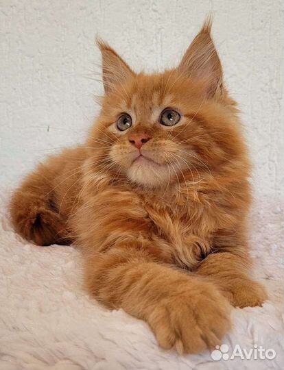 Настоящий мейн кун тяжеловес