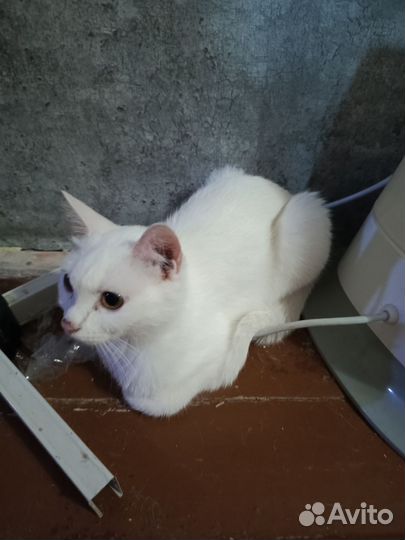Кошки в добрые руки